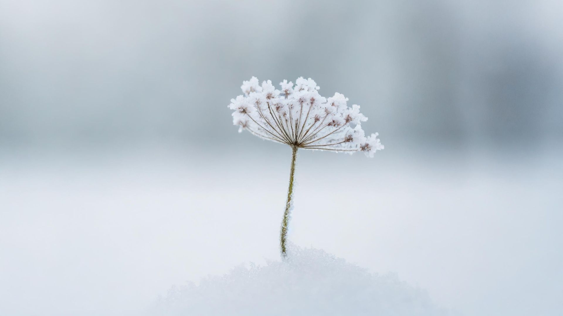 ヒトヒラ　ユキ